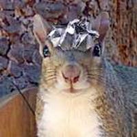 afdbtest.squirrel.jpg